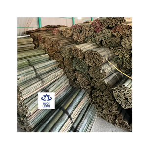 PALOS DE BAMBÚ FRESCOS EN VENTA, CORTES LIMpios, Marca Blue Lotus, 50 cm de Longitud, 5-6 mm de Diámetro, Ecológicos, No Tóxicos, Ho Chi Minh - Product Image 6
