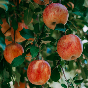 Korean Premium Knock Knocks Co. LTD Apple Fresh Sweet Fuji Tipo 219G 20kg por caja - Product Image 3