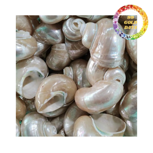 เปลือกหอยเป๋าฮื้อขัดเงาจำนวนมากสำหรับตกแต่งบ้านและเป็นของขวัญ - Product Image 1
