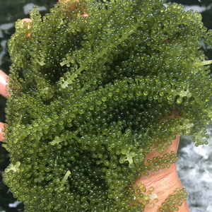 Sea Grape Fresh Green Caviar Seaweed For Restaurant Catering And Sushi Vietnam Origin Supply - Product Image 1