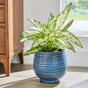 Maceta Grande de Cerámica Esmaltada Lynlee - Azul, para Plantas de Interior y Exterior - Product Image 2