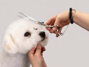 Premium Pet Grooming <b>Scissors</b> Set Made High Quality Stainless Steel Professional <b>Dog</b> Cat Hair Cutting Kit Titanium Coated - Product Image 3