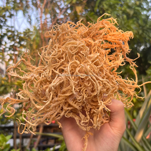 สาหร่าย KMI Eucheuma Cottonii จากเวียดนาม สำหรับการผลิตคาร์ราจีแนน ปริมาณมาก ราคาแข่งขันได้ - Product Image 1