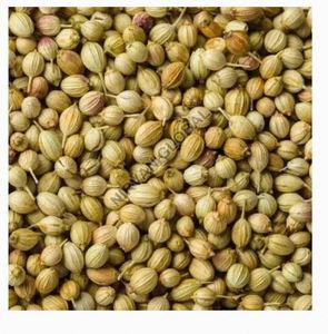 Assaisonnement naturel pour biryani à la coriandre entière, frais, de haute qualité, 1 kg, pour cuisine indienne, exportateur indien, meilleur prix - Product Image 3