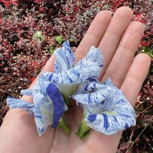EXPAD Butterfly Pea Flower Powder Mixed Dried Southeast Asia Herbal <b>Slimming</b> <b>Tea</b> Beverage Ingredient Bulk Supply Vietnam 100% - Product Image 2