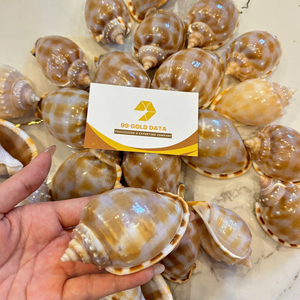 คอลเลกชันเปลือกหอยทะเลธรรมชาติระดับพรีเมียม รวมถึงหอยเชลล์ เทลลินส์ และหอยสังข์ จากโรงงานเวียดนาม ผู้ผลิตและส่งออกจำนวนมาก - Product Image 1