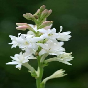 Aceite Absoluto de Tuberosa (Polianthes Tuberosa), Extraído por Extracción con Solvente, para Perfumes Finos, Cosméticos, Jabones y Velas - Product Image 2
