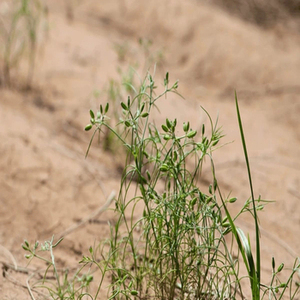 Graines de fenouil indien de première qualité, nouvelle récolte, pour le commerce en gros, l'approvisionnement en ingrédients en vrac et l'expansion du marché alimentaire international - Product Image 4