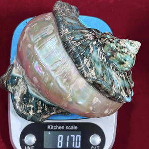 เปลือกหอยมุกขัดเงาสวยงาม เปลือกหอยสังข์ขนาดใหญ่ เปลือกหอยเทอร์โบ เปลือกหอยสังข์สีเขียวขนาดยักษ์ เปลือกหอยมาร์มาตัส - Product Image 1