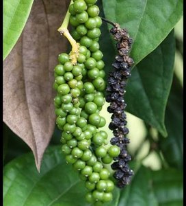 Pimienta Negra Entera Orgánica Sin Pulir, Especias Naturales de Alta Calidad, Proveedor Mayorista de Maharashtra - Product Image 2