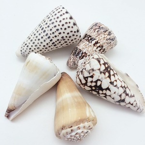 เปลือกหอยธรรมชาติขายส่ง ของตกแต่งเปลือกหอยทะเล ของตกแต่งธีมชายหาด - Product Image 5