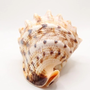 Cheapest price natural sea shells hermit crab turbo shell <b>home</b> decor seashells ocean theme crafts - Product Image 5