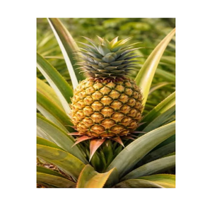 Piña Fresca Premium, Sabor Rico, Fruta Tropical de Granjas de Cultivo, para Venta al por Menor y al por Mayor en Mercados Internacionales, Ocean Link Exim - Product Image 1