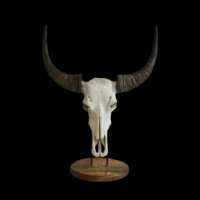 Découvrez notre tête décorative Ethical Skulls Long Horn avec de longues cornes naturelles idéales pour les parcs à thème safari et la décoration intérieure