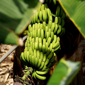 Bananes Cavendish vertes, produits frais de première qualité pour la transformation alimentaire industrielle, la cuisine et la vente en gros - Product Image 2