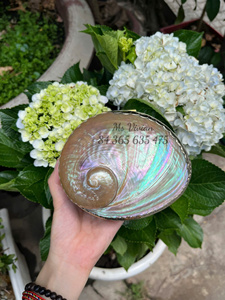 <b>Abalone</b> <b>Shell</b> Jewelry Organizer Luxury Mother Of Pearl Jewelry Organizer for Ring Necklace Storage Elegant Metal Craft Vietnam - Product Image 2