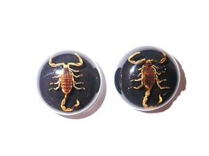 Escorpión Dorado, Espécimen Real, Cabujón de Plástico Redondo de 19x19 mm, Base Plana Negra para Manualidades y Joyería - Product Image 3