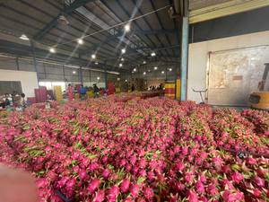 Fruta del Dragón Vietnam Exportación Calidad Fruta tropical fresca Carne blanca y carne roja Disponible Suministro al por mayor para importadores - Product Image 2