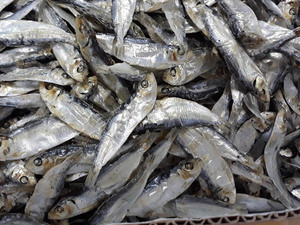 Precio de fábrica Arenque seco Suministro a granel y arenque seco empaquetado a granel barato de Vietnam - Product Image 5
