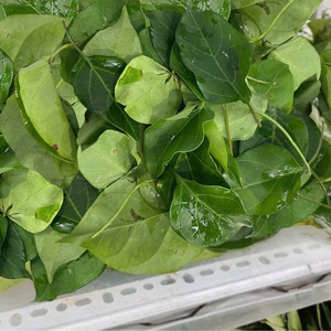 Exportateur Vietnamien : Feuilles de Aganonerion Polymorphum Congelées pour une Saveur Naturellement Acidulée, Carton de 10 kg - Product Image 4