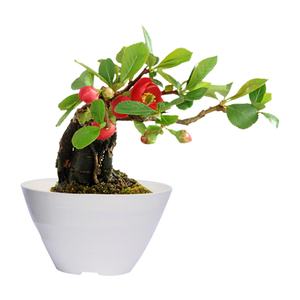 Pot de plantes Wave Pot décoratif moderne pour plantes d'intérieur et d'extérieur - Product Image 1