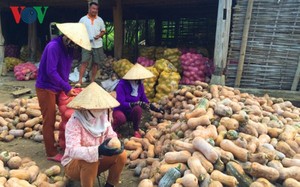Cubos de calabaza congelados IQF Premium 100% naturales, origen de Vietnam, Exportación al por mayor a granel - Product Image 5