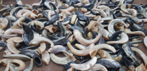 Shofar de Cuerno de Carnero de la Mejor Calidad, Shofar Natural para Tocar y Fines Religiosos, Shofar Kosher Pulido de CRAFTS GALORE - Product Image 5