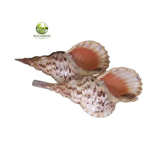 Concha de Caracola Pulida para Decoración Costera, Tamaños Disponibles: 30 cm, 40 cm - Product Image 1