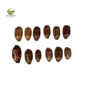 Coquillages de Cauris Naturels du Vietnam Éco-Responsables pour Décoration Maison, Aquarium, Artisanat DIY, Mariage Plage et Décoration Marine - Product Image 1