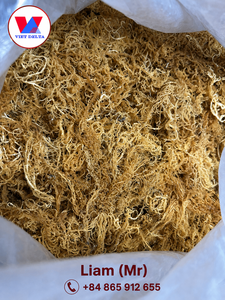 สาหร่ายทะเลธรรมชาติยูเชียมา คอตตอนนี / ไอริชมอส - ลิอัม +84 865 912 655 - Product Image 4