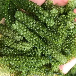 GRANDE EXPORTAÇÃO DE UVAS ALGADAS/VERDE CAVIAR PREÇO DE ALTA QUALIDADE E COMPETIDADE