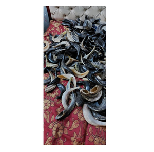 Corne de Shofar en Corne de Bœuf Naturelle Artisanale la Plus Vendue, Prix de Gros en Inde, Qualité Standard Spéciale Supérieure - Product Image 2