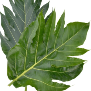 Hojas de panacá deshidratadas 0.5 Oz 14 g, hoja de Artocarpus altilis deshidratada, hoja de sake deshidratada, hoja de panacá deshidratada al sol, proveedor de hojas de panacá deshidratadas, ANGLE - Product Image 2