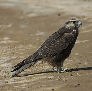 Perfil de la especie Laggar Falcon para cetrería profesional, conservación, cría, investigación avícola y educación licenciada sobre vida silvestre - Product Image 3
