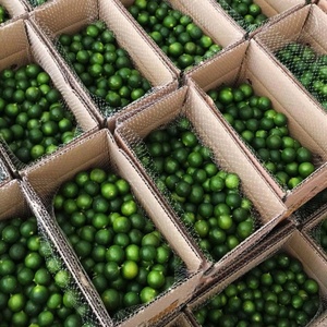 มะนาวเขียวสด ผลไม้ตระกูลส้ม ไร้เมล็ด ปลูกเพื่อจำหน่ายปลีกและส่ง - Product Image 2