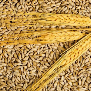 <b>Barley</b> Grains Premium <b>Barley</b> Seeds/Animal feed <b>barley</b>/bulk - Product Image 3