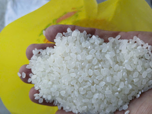 ข้าวญี่ปุ่นคุณภาพสูงเมล็ดสั้น ข้าวซูชิพรีเมียม เกรดโอชิน ข้าวขาวเม็ดกลม แห้ง เนื้อนุ่ม ผู้จัดจำหน่าย B2B ขายส่งทั่วโลก - Product Image 2
