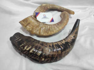 Shofar Kudu Yéménite Extra Large Poli, Artisanat Authentique de Terre Sainte, Corne d'antilope Spirale pour la Louange Spirituelle - Product Image 6