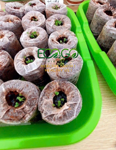 เม็ดพีทมะพร้าวอัดแน่น – แผ่นเพาะปลูกมะพร้าวแบบขยายตัว สำหรับการเพาะเมล็ดและการขยายพันธุ์พืชอย่างง่ายดาย Eco2go เวียดนาม - Product Image 5