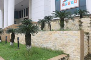 Eco Friendly Yellow Marble Tiles for Exterior Accent Wall Stone Panels Home Decor - Product Image 4