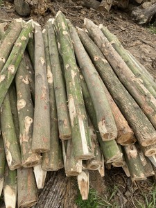 Piquets en bois d'eucalyptus naturel à prix abordable, à une extrémité pointue, robustes, pour l'agriculture, le jardinage et le soutien des plantes - Product Image 5