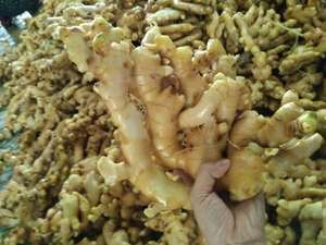 Meilleur choix! Vietnam racine de gingembre frais et poudre extrait de gingembre 90% pur qualité supérieure approvisionnement en gros meilleure affaire Viet Seafarm - Product Image 6