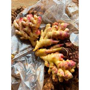 Gingembre frais HOA BINH du Vietnam |   Racine de gingembre aromatique et épicée pour l'exportation - Product Image 4