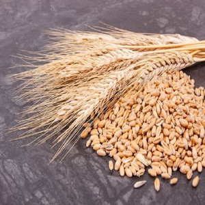 Blé à grains longs biologique naturel de haute qualité pour la production de farine, la transformation alimentaire, la pâtisserie et l'agriculture - Product Image 3