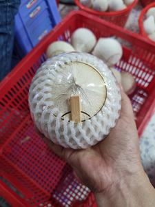 EXPORT STANDARD PREMIUM ENTIER FRAIS PÉLÉ JEUNE NOIX DE COCO 750g 800g Boisson tropicale naturelle saine de qualité vietnamienne - Product Image 4