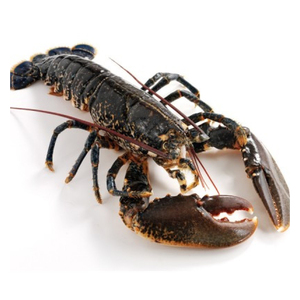 Langostas Vivas y Congeladas Premium para Importadores Globales de Mariscos, Compradores de la Industria Alimentaria Comercial y Distribución Internacional - Product Image 3