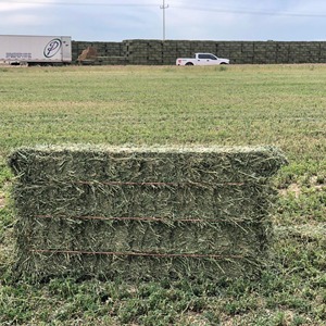 Heno de Alfalfa Fresco de Granja, Alimento a Granel para Vacas Lecheras, Caballos, Conejos, Ovejas y Cabras, con Textura Rica en Hojas Verdes Naturales - Product Image 2
