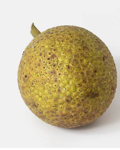 ผู้จัดจำหน่ายขนุนแช่แข็งพรีเมียม – รสชาติสดใหม่ ไม่มีสารกันบูด ราคาขายส่ง - Product Image 1