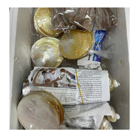 Premium Perlmutt-Muschelschale Handgefertigte Natürliche Muschelschale für Schmuckpräsentation und Wohndekoration