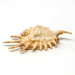 Décoration ambiance plage, coquillages, coquilles de mer, coquilles d'araignée, coquillages océaniques, coquillages de plage, prix bas, coquillages. - Product Image 3